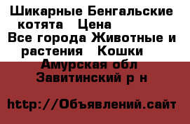 Шикарные Бенгальские котята › Цена ­ 25 000 - Все города Животные и растения » Кошки   . Амурская обл.,Завитинский р-н